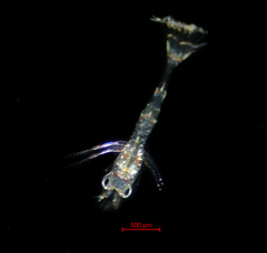 Heptacarpus pugettensis