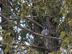 Cyanocitta cristata image