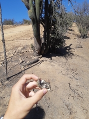 Trichocereus chiloensis