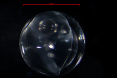 Merluccius productus