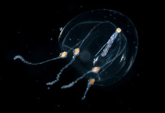 Sarsia