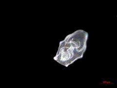 Apostichopus californicus