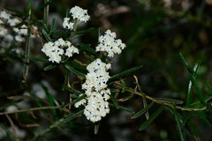 Ozothamnus secundiflorus