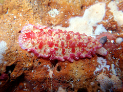 Hexabranchus morsomus