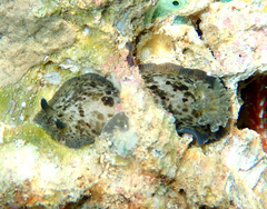 Dendrodoris krebsii