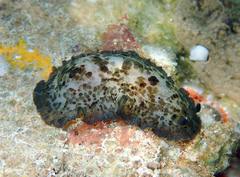 Dendrodoris krebsii
