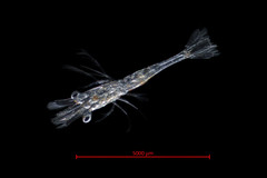 Spirontocaris lamellicornis