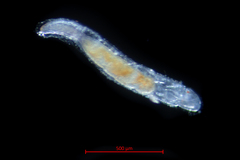Owenia collaris