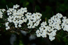 Ozothamnus secundiflorus