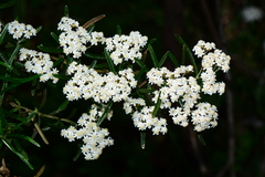 Ozothamnus secundiflorus