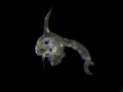 Hemigrapsus oregonensis