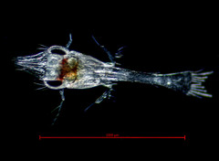 Pagurus granosimanus