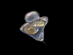 Maculaura alaskensis