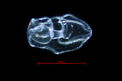 Apostichopus californicus