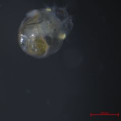 Crepipatella lingulata