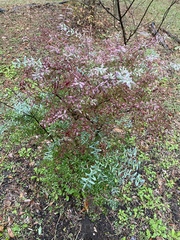 Vaccinium darrowii image