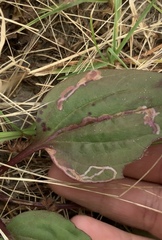 Phytomyza plantaginis