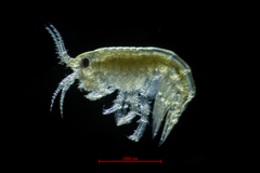 Calliopius pacificus