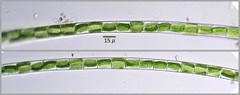 Ulothrix