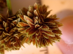 Cyperus reflexus