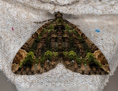 Xanthorhoe griseiviridis