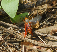 Eichlinia grande