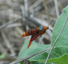 Eichlinia grande