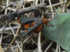 Eichlinia grande