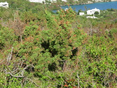 Juniperus bermudiana