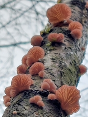 Marasmiellus affixus