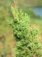 Juniperus bermudiana