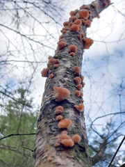 Marasmiellus affixus