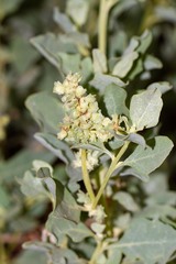 Atriplex jubata