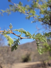 Vachellia caven