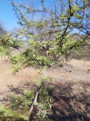 Vachellia caven