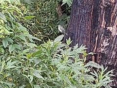 Colluricincla harmonica