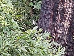 Colluricincla harmonica