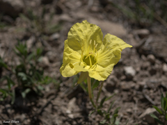 Calylophus