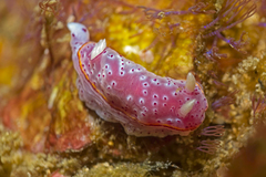 Goniobranchus woodwardae