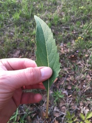 Silphium asteriscus latifolium