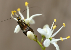 Nemophora sparsella