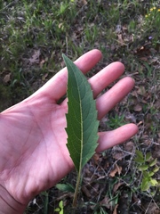 Silphium asteriscus latifolium