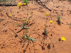 Podolepis longipedata