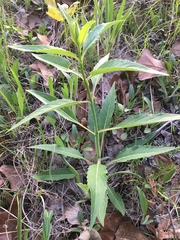 Silphium asteriscus latifolium
