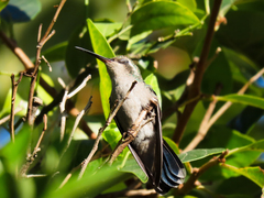 Chlorostilbon lucidus