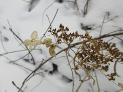 Hydrangea serrata