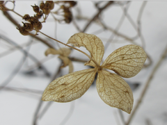 Hydrangea serrata