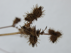 Sanicula chinensis