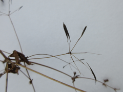 Osmorhiza aristata