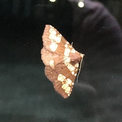 Saroba pustulifera
